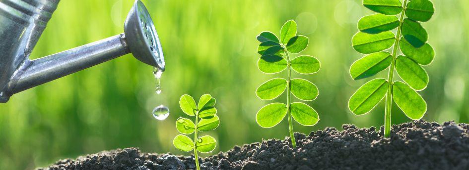 Lee más sobre el artículo La importancia de los aminoácidos en el crecimiento y salud de las plantas